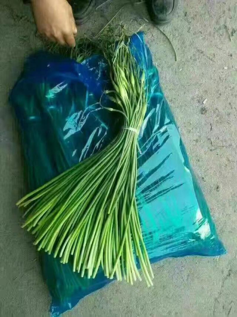 红帽蒜苔，白帽蒜苔，大量出库，随到随装任意挑选！质量保障