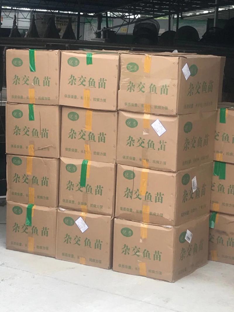 广东鲈鱼苗，淡水加州鲈鱼，公分寸苗，饲料鱼