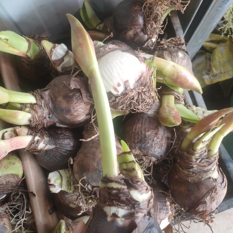 朱顶红种球进口朱顶红种球混色荷兰球根花卉南美朱顶红