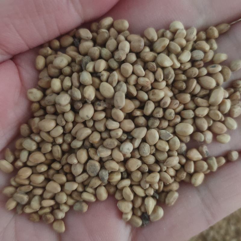 黄刺玫红刺玫种子带刺玫瑰花种子进口刺园林绿化观赏花卉种籽