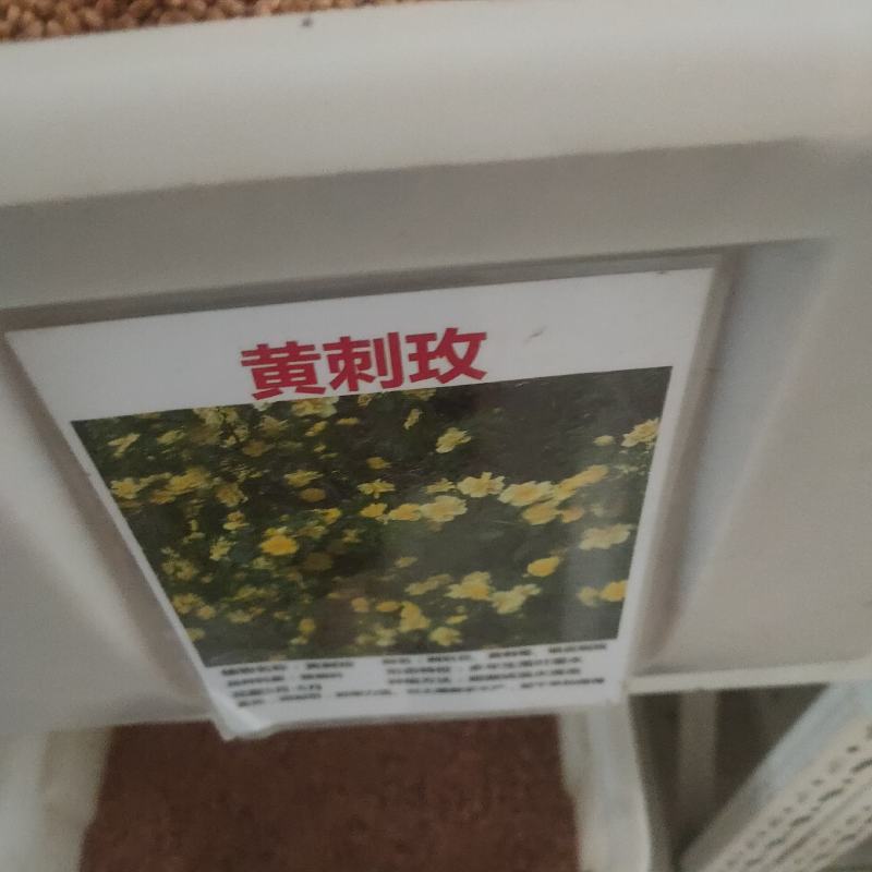 黄刺玫红刺玫种子带刺玫瑰花种子进口刺园林绿化观赏花卉种籽