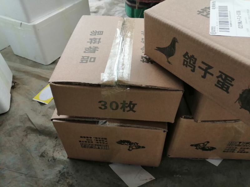 鸽子蛋养殖场常年供应新鲜鸽子蛋一手货源自产自销一件代发