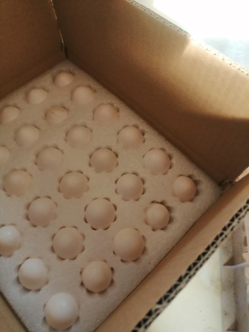鸽子蛋养殖场常年供应新鲜鸽子蛋一手货源自产自销一件代发