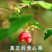 野生杈把果树苗叉八果爱心果带花苞发货