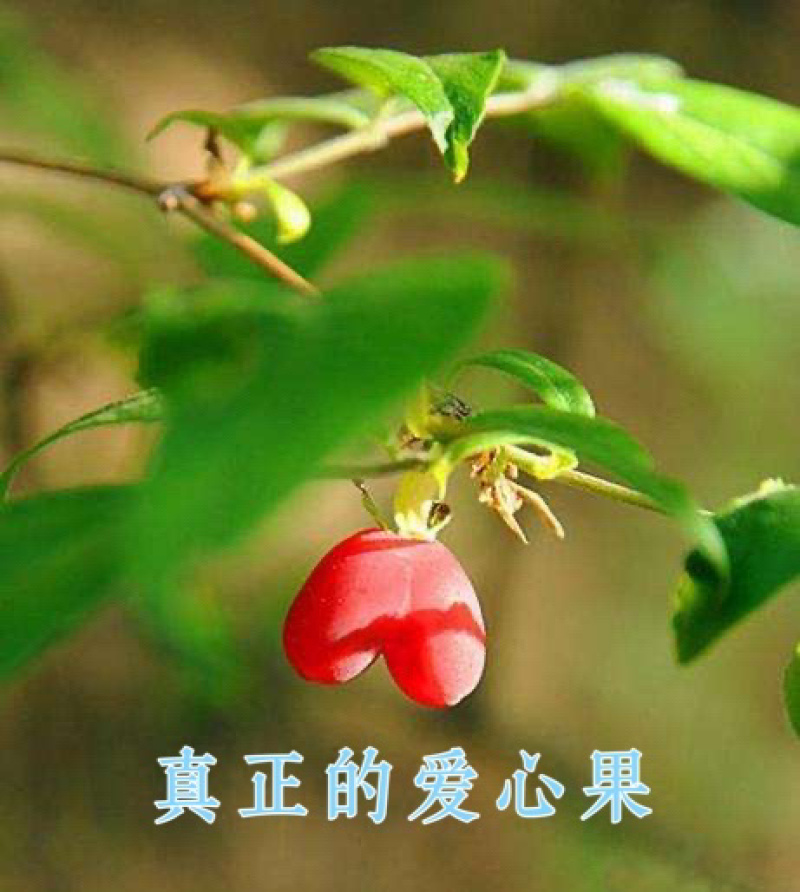野生杈把果树苗叉八果爱心果带花苞发货