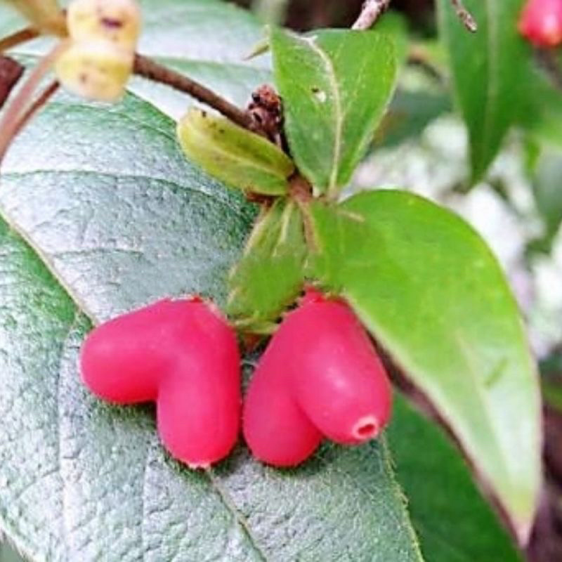 野生杈把果树苗叉八果爱心果带花苞发货