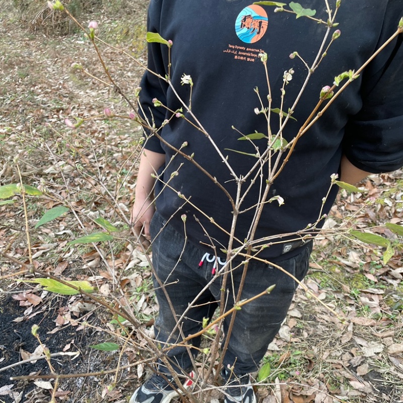 野生杈把果树苗叉八果爱心果带花苞发货