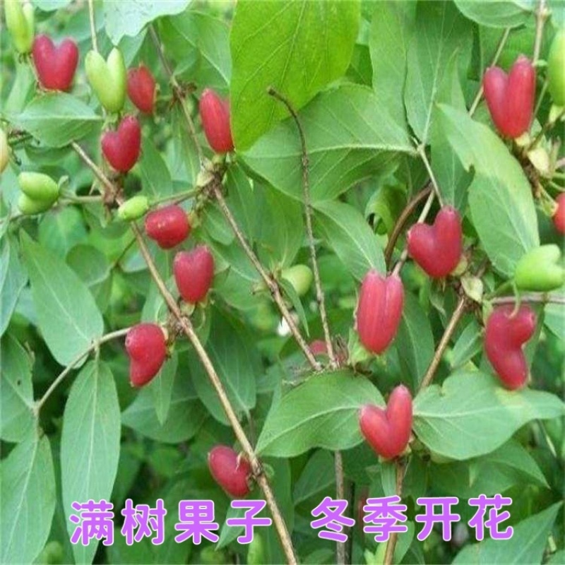 野生杈把果树苗叉八果爱心果带花苞发货