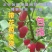 野生杈把果树苗叉八果爱心果带花苞发货