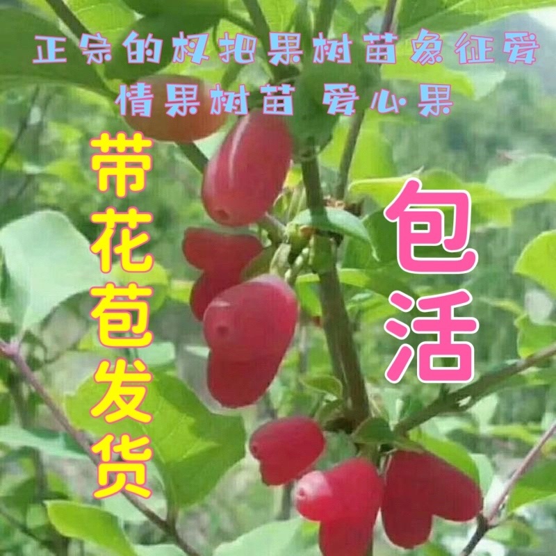 野生杈把果树苗叉八果爱心果带花苞发货