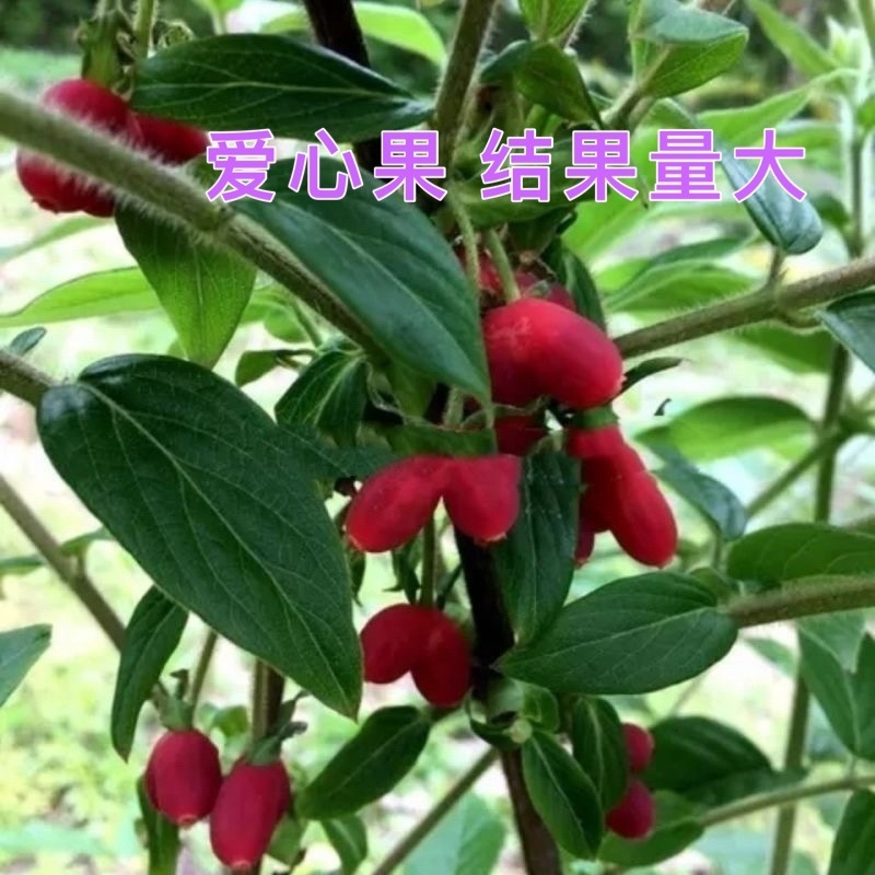 野生杈把果树苗叉八果爱心果带花苞发货