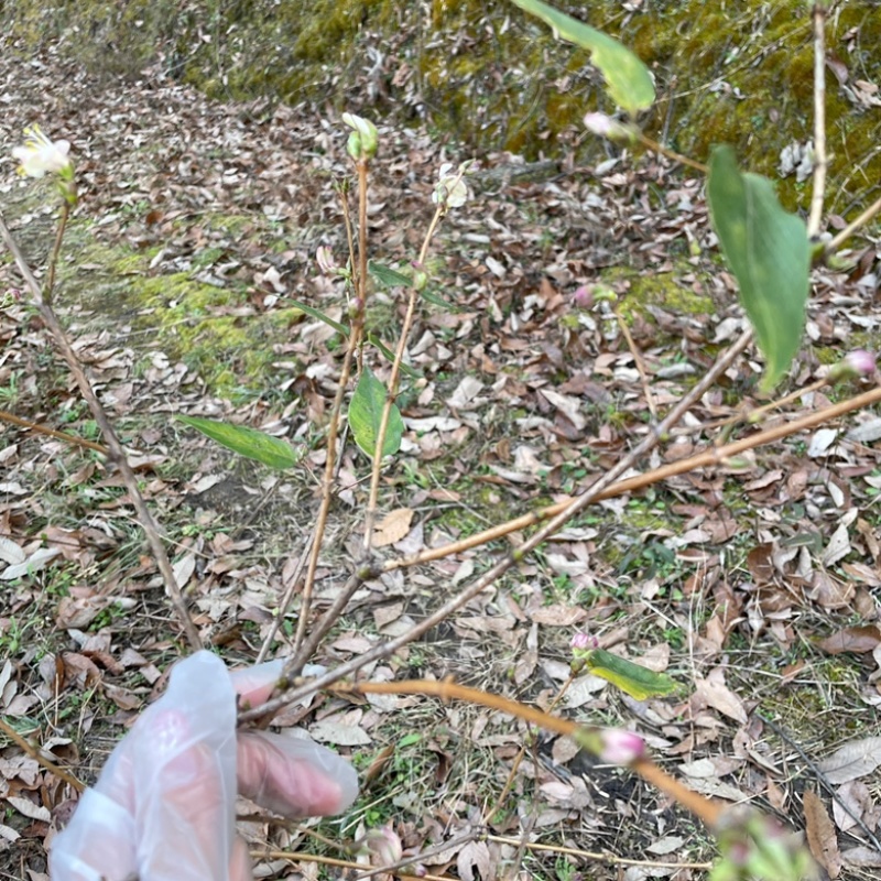 野生杈把果树苗叉八果爱心果带花苞发货
