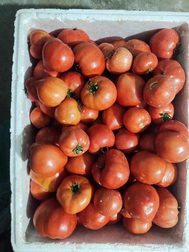 番茄苗基地直供，番茄散苗，苗育，苗盘，质量保证可现在交易