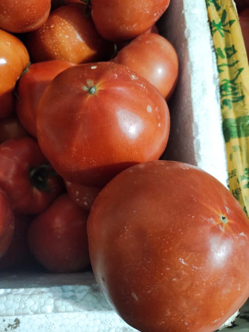番茄苗基地直供，番茄散苗，苗育，苗盘，质量保证可现在交易