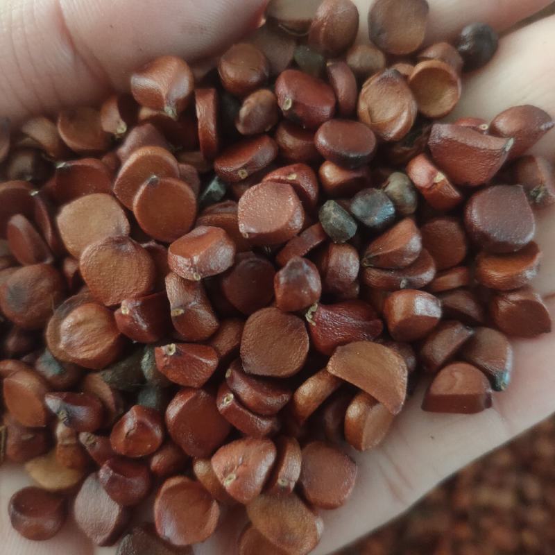 黄花鸢尾种子黄菖蒲种子水生鸢尾宿根水培花卉景观绿化黄菖蒲