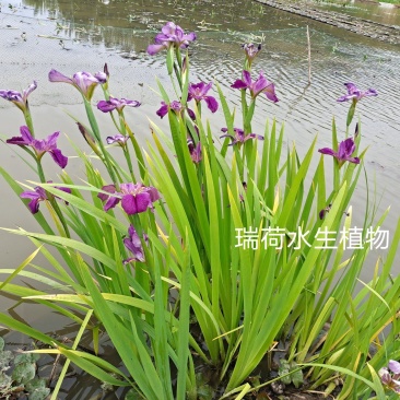 西伯利亚鸢尾黄花紫花鸢尾常绿鸢尾基地直供