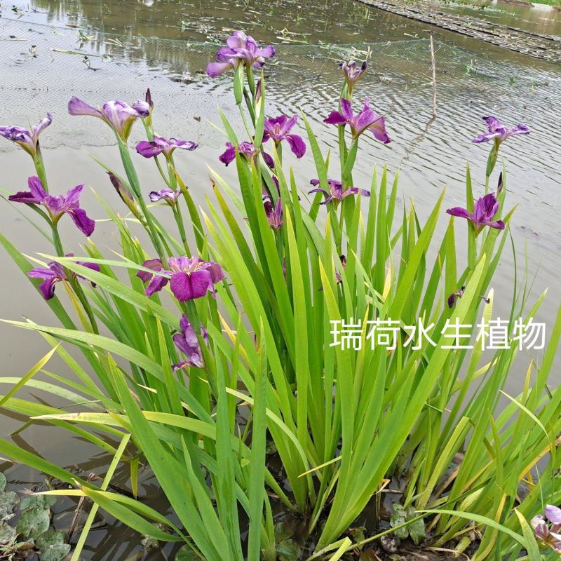 西伯利亚鸢尾黄花紫花鸢尾常绿鸢尾基地直供