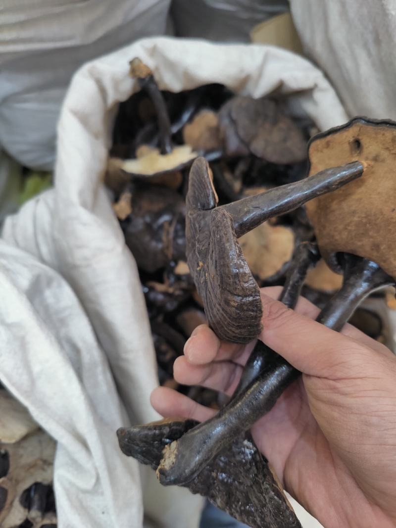 中药材灵芝长白山特级灵芝灵芝片泡水泡茶