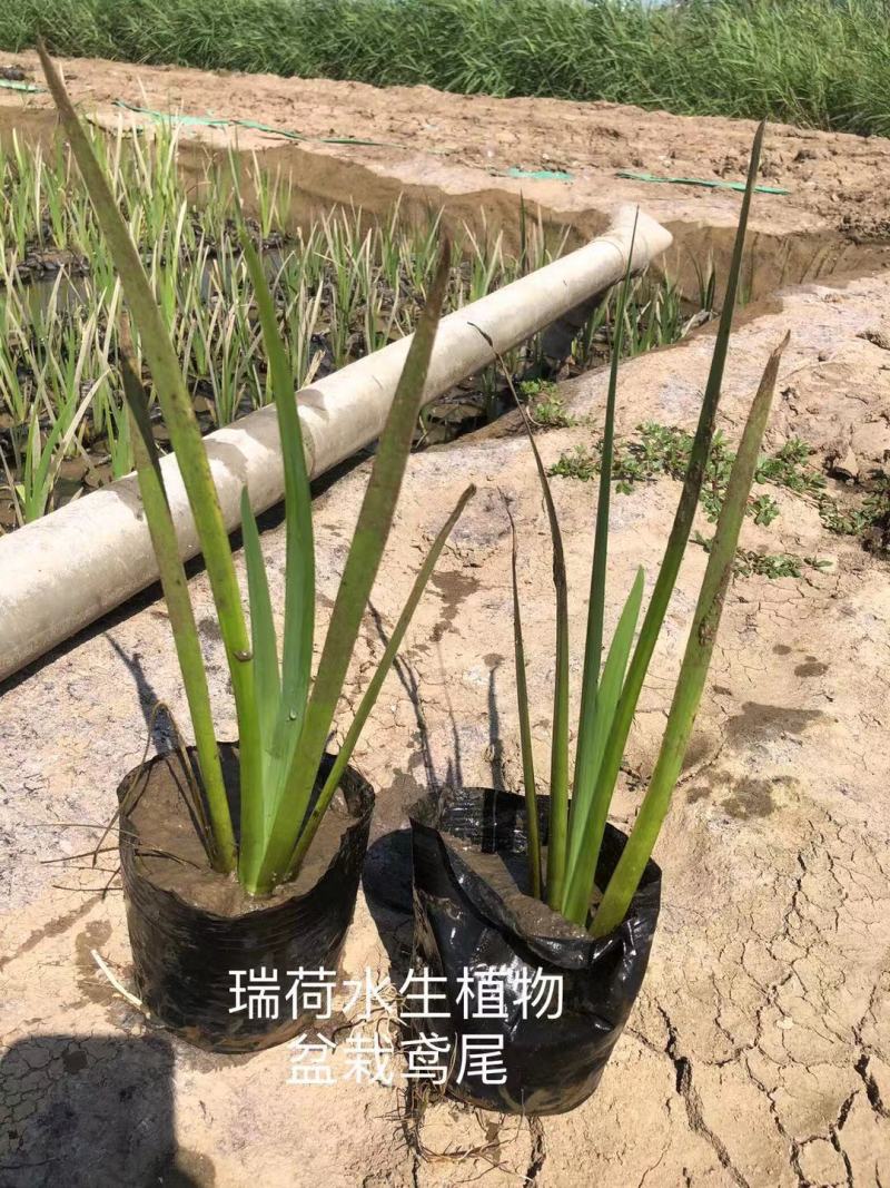 西伯利亚鸢尾黄花紫花鸢尾常绿鸢尾基地直供