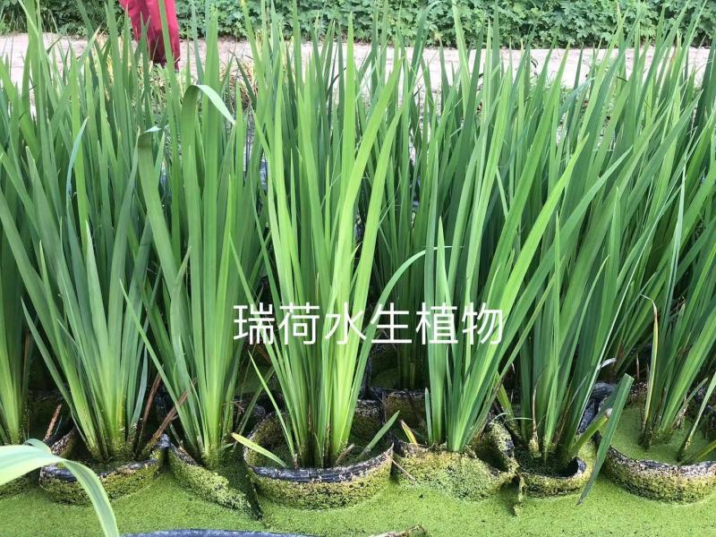 西伯利亚鸢尾黄花紫花鸢尾常绿鸢尾基地直供