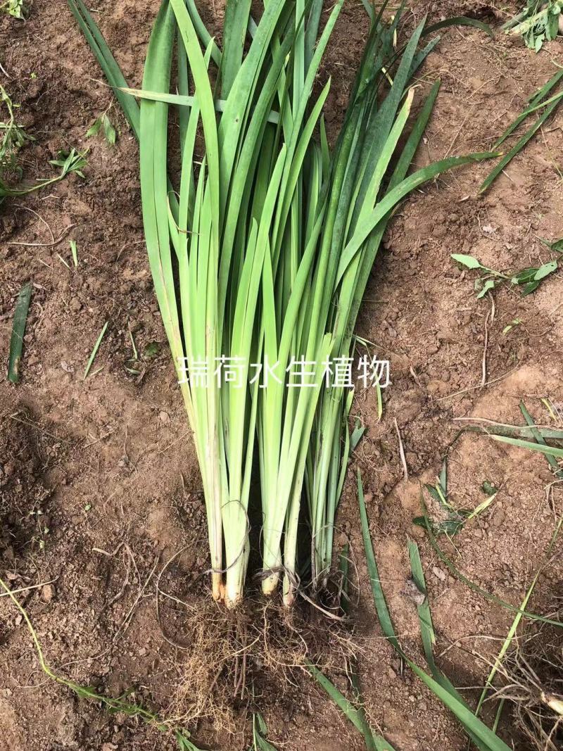 西伯利亚鸢尾黄花紫花鸢尾常绿鸢尾基地直供