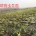 西伯利亚鸢尾黄花紫花鸢尾常绿鸢尾基地直供