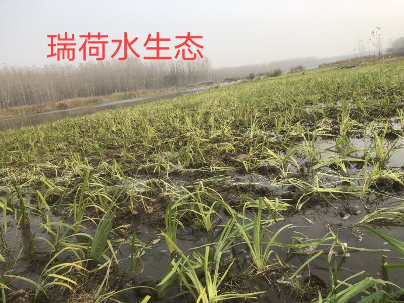 西伯利亚鸢尾黄花紫花鸢尾常绿鸢尾基地直供