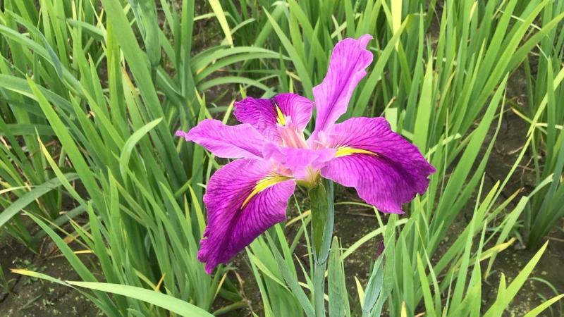 西伯利亚鸢尾黄花紫花鸢尾常绿鸢尾基地直供