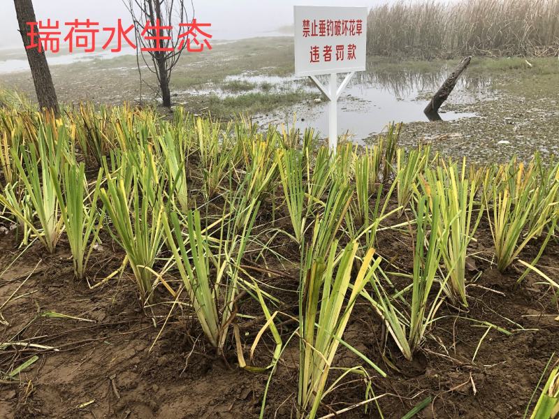 西伯利亚鸢尾黄花紫花鸢尾常绿鸢尾基地直供