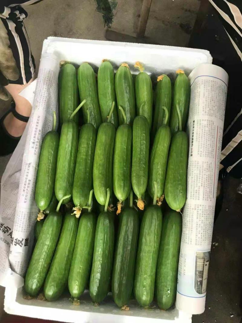 【精品】水果黄瓜，价格优惠，诚信经营，量大优惠，大量供应