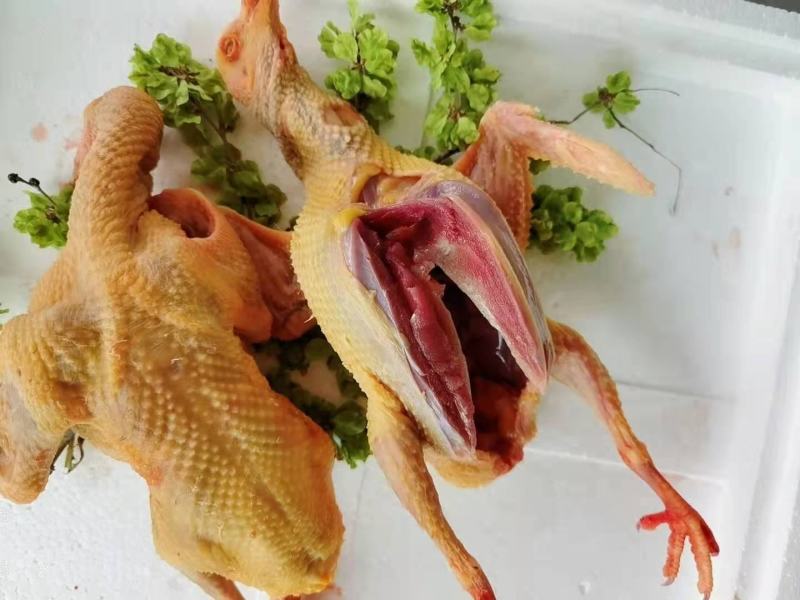 鸽子，白条鸽现杀现发货自产自销一手货源一件代发