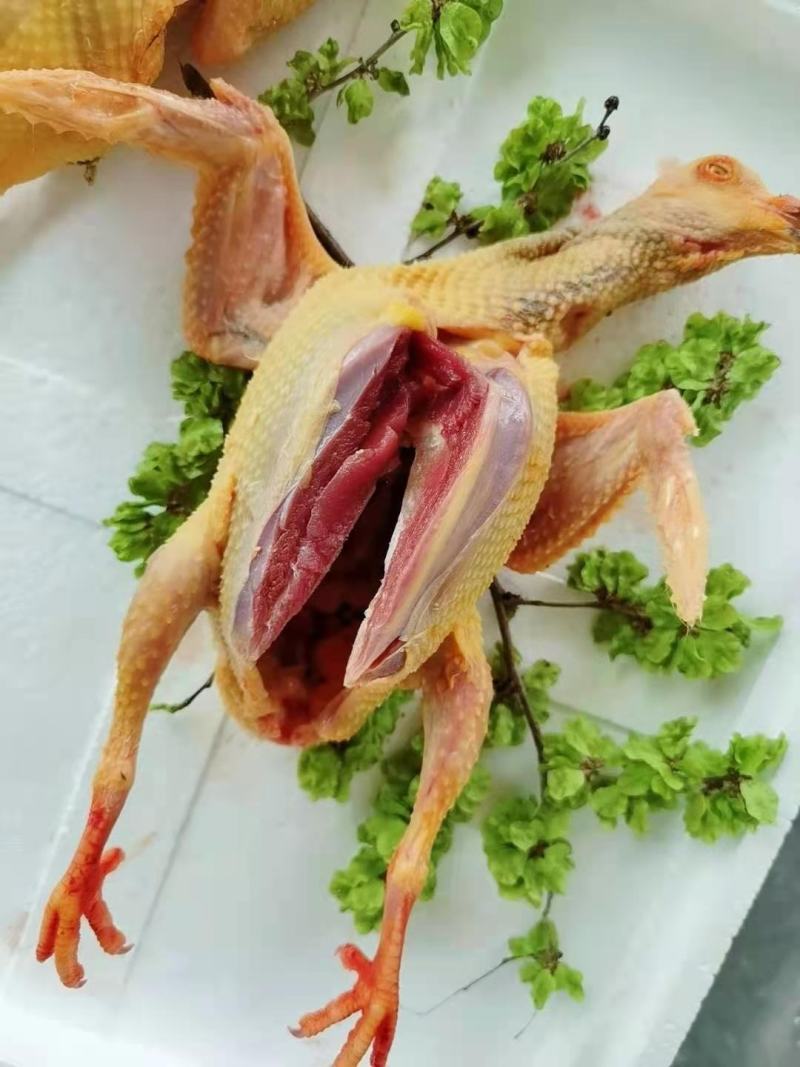 鸽子，白条鸽现杀现发货自产自销一手货源一件代发