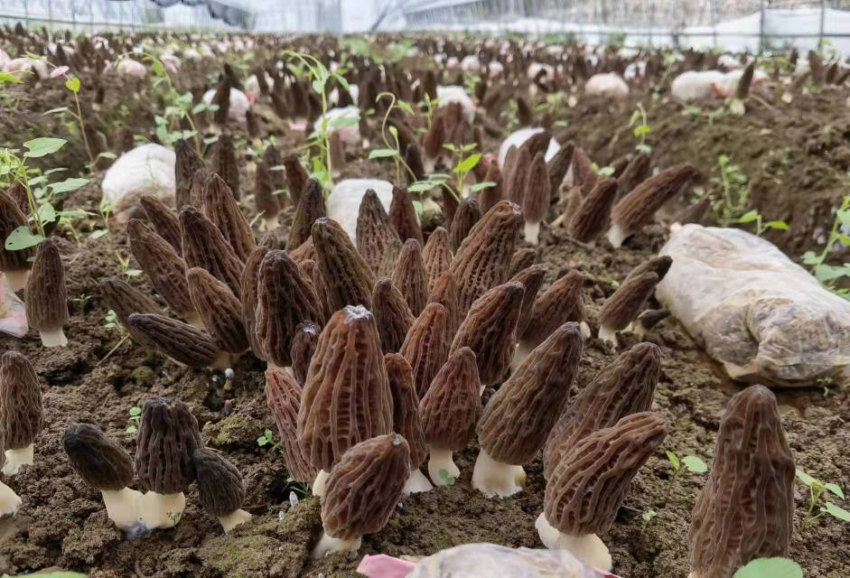 羊肚菌栽培基地中,整齐排列的种植床和温湿度控制设备,农民正在检查菌丝生长情况 羊肚菌栽培基地