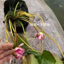 盆栽睡莲精品睡莲盆栽基地直供无中间商瑞荷水生植物