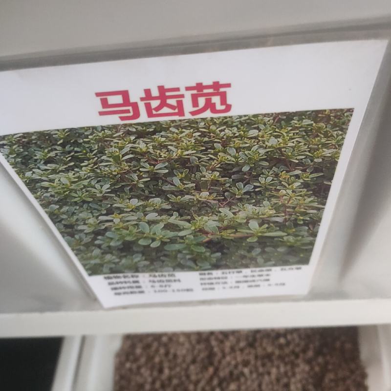 马齿苋种子农家大田四季播种蚂蚱菜阳台盆栽食用春秋野菜种子