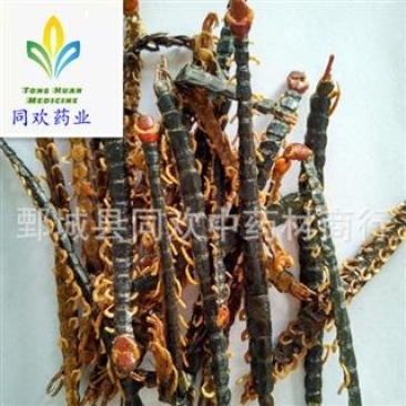 【蜈蚣皮子】@【同欢药材】中药材批发供应规格齐全