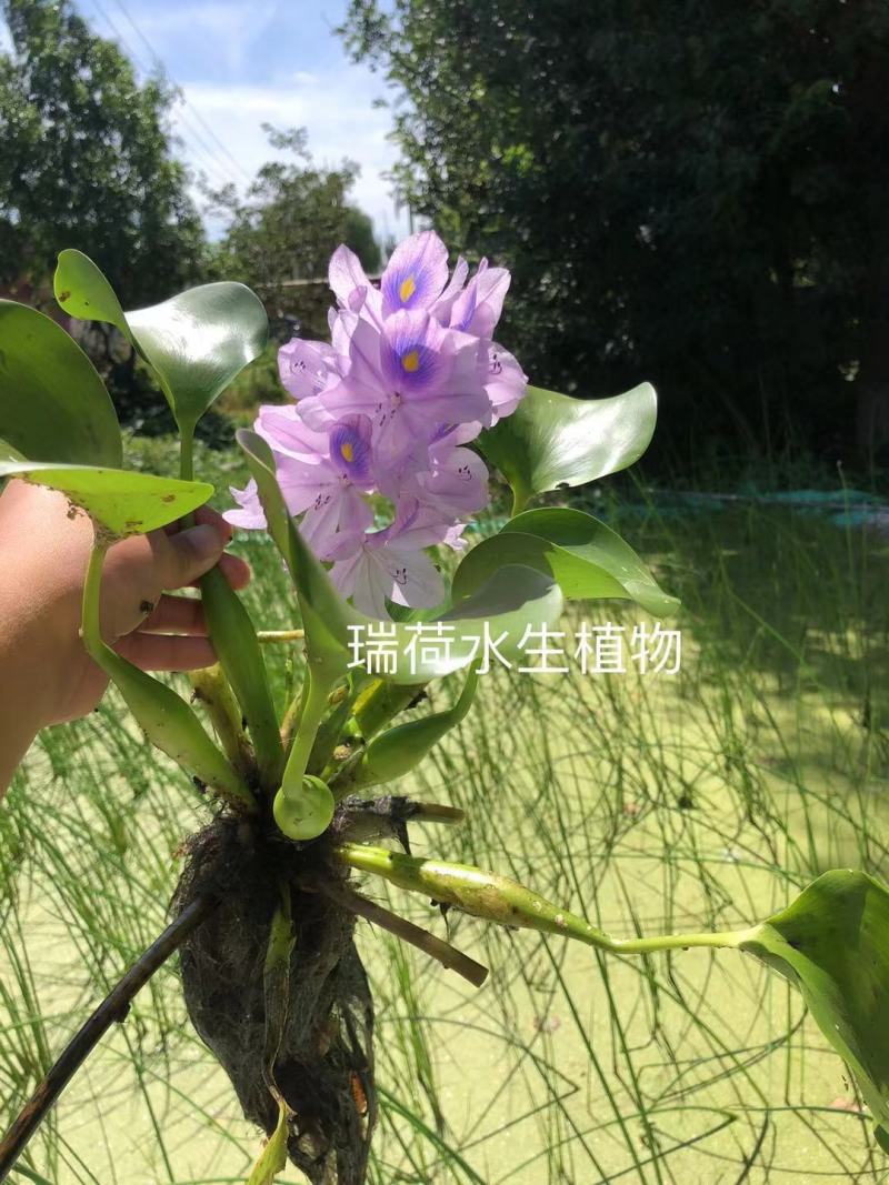 水葫芦（凤眼莲）浮水植物净化水质当年开花基地自产自销