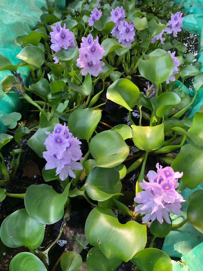 水葫芦（凤眼莲）浮水植物净化水质当年开花基地自产自销