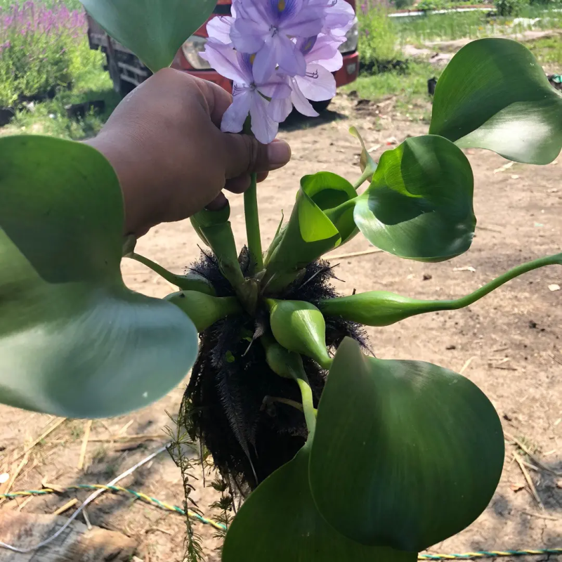 水葫芦（凤眼莲）浮水植物净化水质当年开花基地自产自销