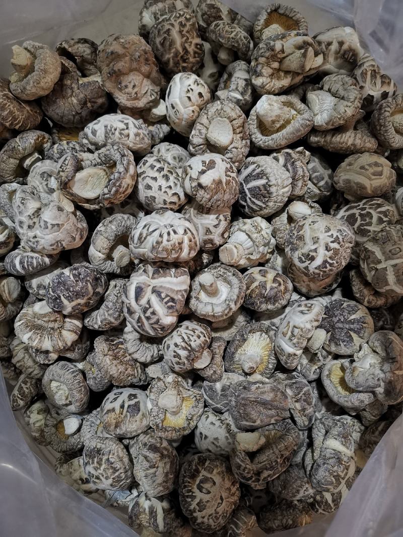 随州香菇3-4茶花菇产地直供出口品质整箱包邮