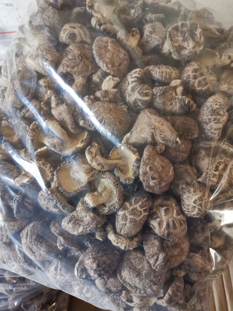 随州香菇3-4茶花菇产地直供出口品质整箱包邮