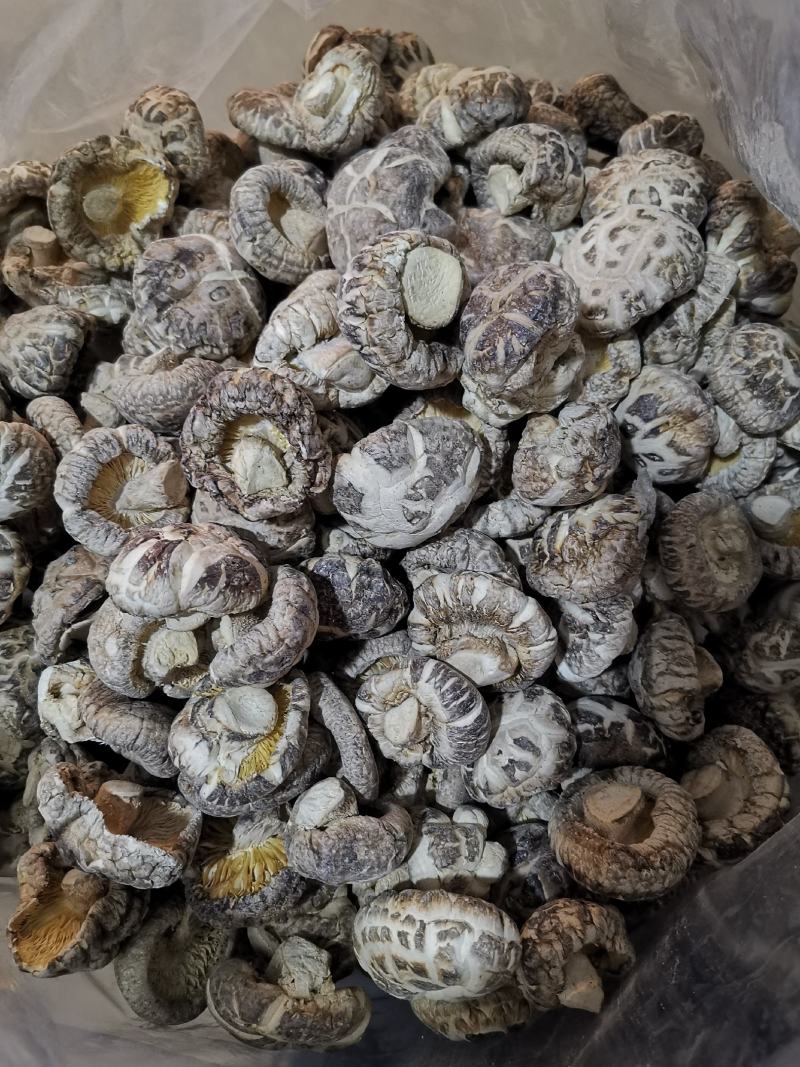 随州香菇3-4茶花菇产地直供出口品质整箱包邮