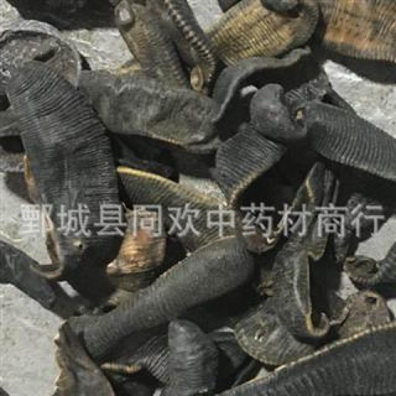 大条清水吊杆水蛭@【同欢药材】中药材批发供应