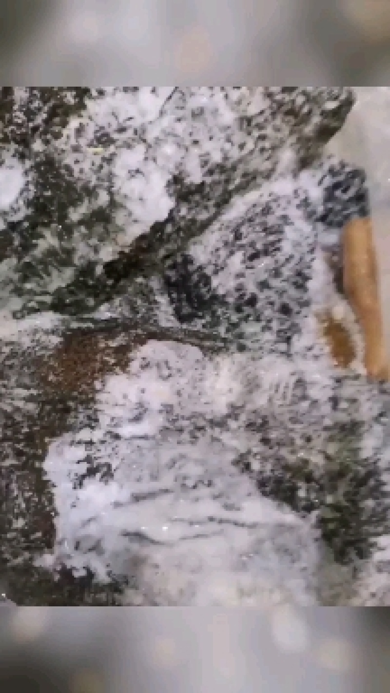 批发零售锡盟本地牛肚，质量保证物流发货运费到付，打电话请