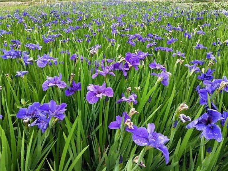 西伯利亚鸢尾黄花紫花鸢尾常绿鸢尾基地直供