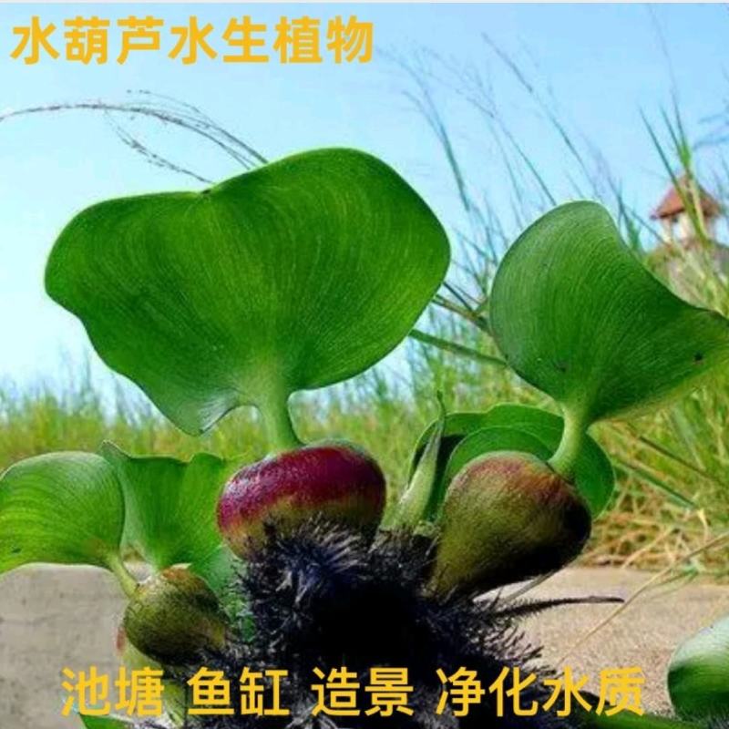 水葫芦（凤眼莲）浮水植物净化水质当年开花基地自产自销