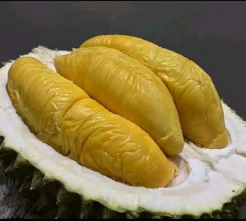 榴莲苗榴莲树苗大苗金枕榴莲苗猫山王榴莲苗都有大苗