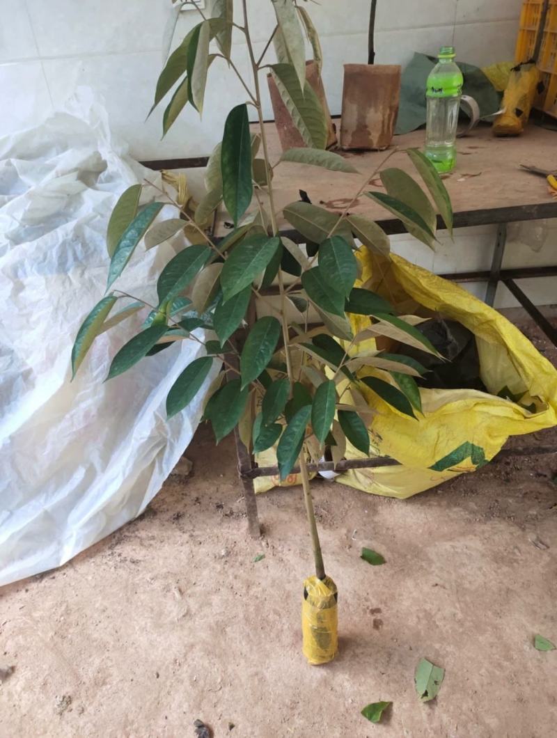 榴莲苗榴莲树苗大苗金枕榴莲苗猫山王榴莲苗都有大苗