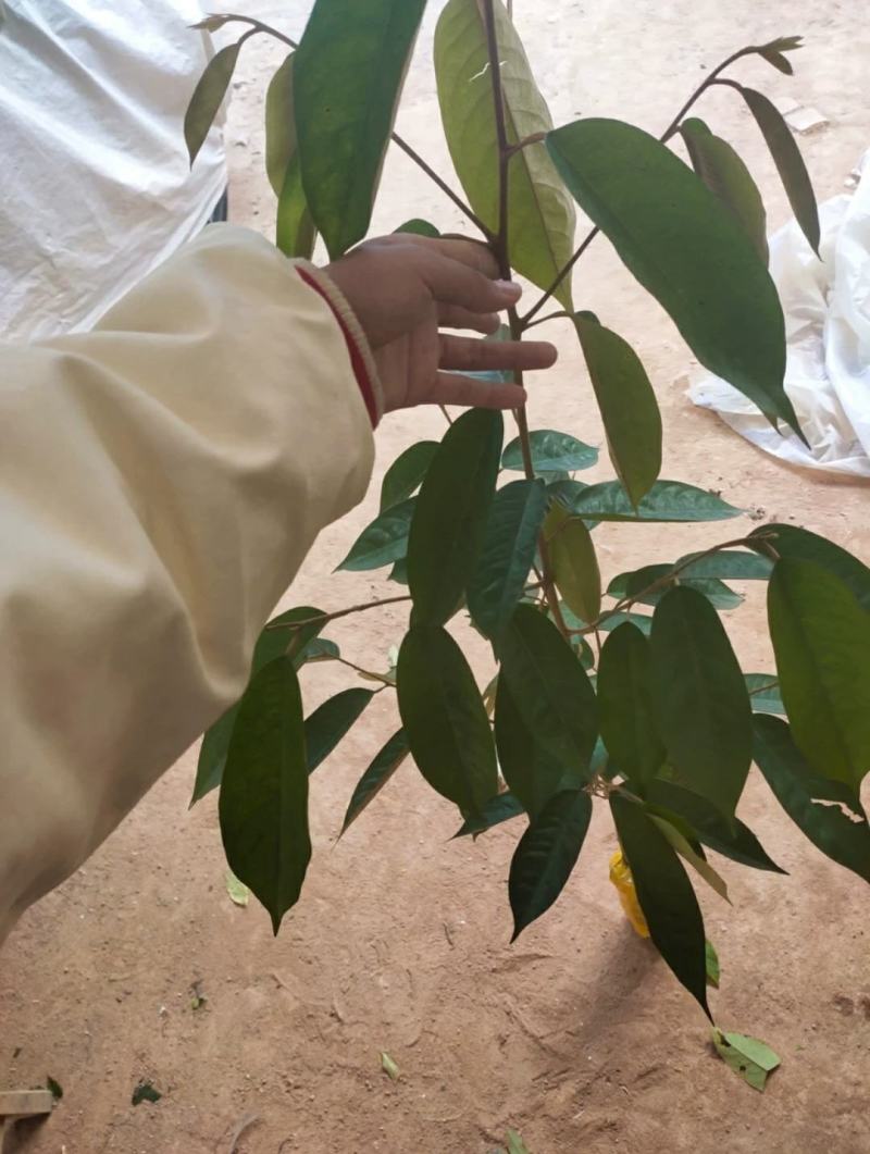 榴莲苗榴莲树苗大苗金枕榴莲苗猫山王榴莲苗都有大苗
