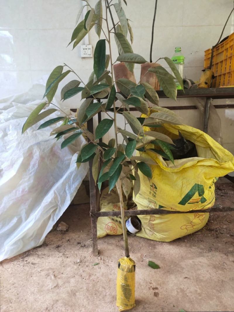 榴莲苗榴莲树苗大苗金枕榴莲苗猫山王榴莲苗都有大苗